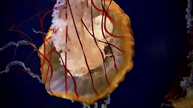 streamy test13 online show from January 15, 8:09 am