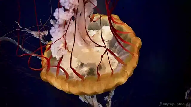 streamy test13 online show from January 28, 8:14 am