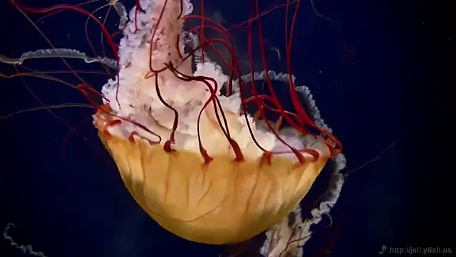 streamy test13 online show from March 20, 8:31 am