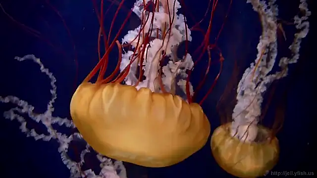 streamy test13 online show from September 16, 10:05 am