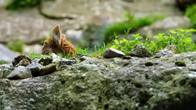 streamy test13 online show from April 30, 8:53 am
