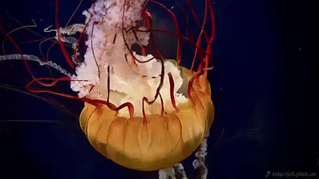 streamy test15 online show from December 2, 8:09 am