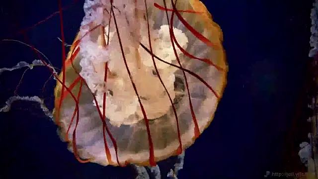 streamy test15 online show from January 14, 8:20 am