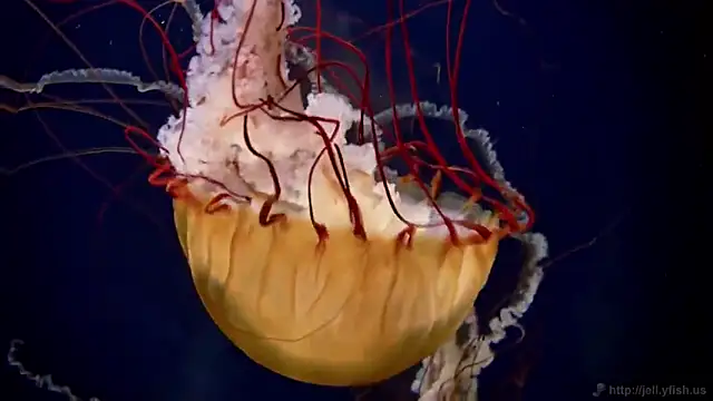 streamy test15 online show from February 17, 8:09 am