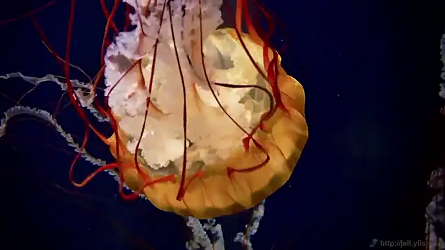 streamy test15 online show from October 2, 8:43 am