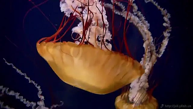 streamy test15 online show from October 30, 4:08 pm