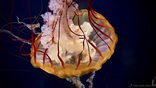 streamy test15 online show from November 6, 2:51 pm