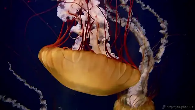 streamy test15 online show from December 15, 9:35 am