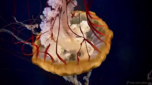 streamy test15 online show from February 25, 5:00 pm