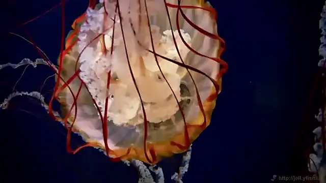 streamy test15 online show from March 27, 7:47 am