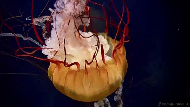 streamy test15 online show from April 9, 10:42 am