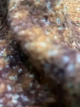 king cum  online show from February 13, 10:44 am