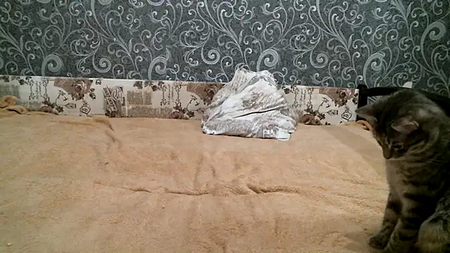 DennisXCaroll online show from February 23, 8:33 pm