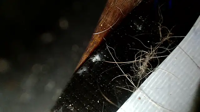 Snapshot of Gigadickman chatting on December 3, 2:47 am Gigadickman online show from December 3, 2:47 am