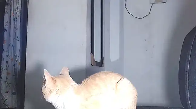 sofi doll77 online show from March 1, 10:53 pm