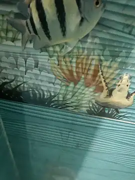 Mr joh online show from November 7, 6:02 am