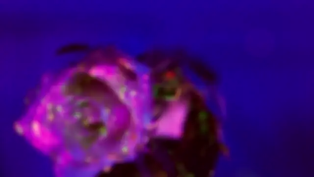 HeyBananas online show from January 18, 7:28 pm