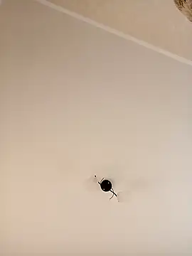 YuliannaFox online show from December 24, 7:06 am