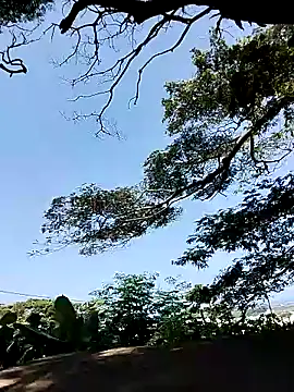 Chocolate factory man online show from January 18, 11:43 am