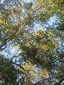 Buffshagswell online show from November 18, 7:18 pm