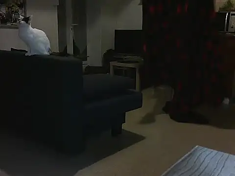 Lauzo21 online show from March 5, 3:51 am