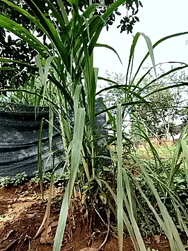 Snapshot of Betty20zx chatting on September 13, 1:16 am Betty20zx online show from September 13, 1:16 am