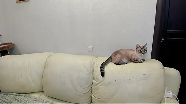 Pawsitive Panther online show from December 17, 3:39 pm