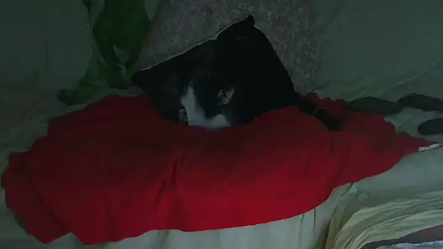 VeneRed online show from September 23, 9:51 pm