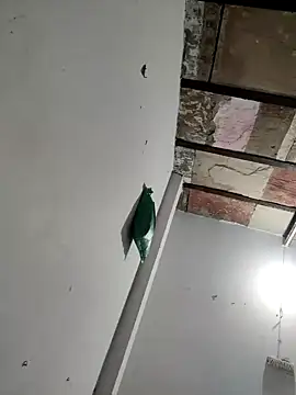 Snapshot of Masti441 chatting on February 11, 10:26 am Masti441 online show from February 11, 10:26 am