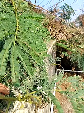 sweet suman online show from December 3, 4:53 am