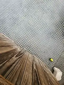 tesaodaweb online show from December 15, 3:16 pm