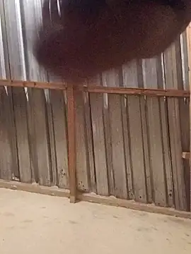 T9nybh3ksta66 online show from September 14, 2:54 am