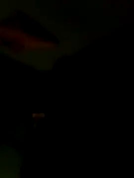 Raj41 online show from January 15, 6:44 pm