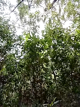 Pussy-Hairy-Horny online show from February 23, 9:59 pm