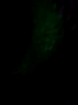 royall queen online show from January 14, 7:36 am