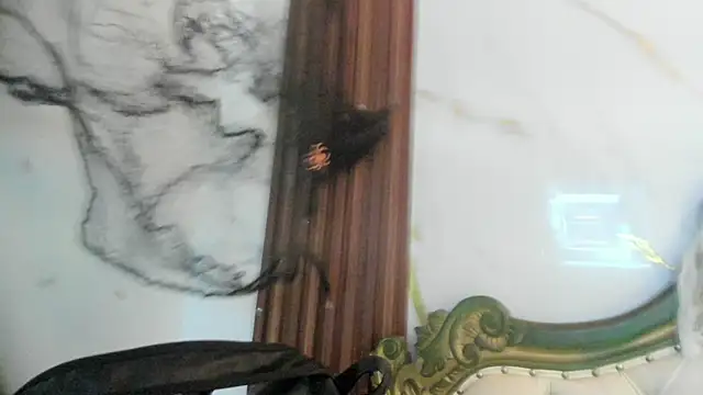 CoralieBronson online show from October 28, 8:44 pm