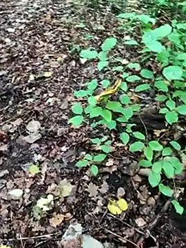 Snapshot of BigLakii@xh chatting on October 8, 6:55 am BigLakiixh online show from October 8, 6:55 am