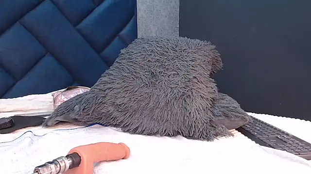 shanthal bllizz online show from April 23, 3:08 am