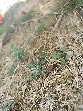 mkallu1995 online show from March 5, 6:09 am