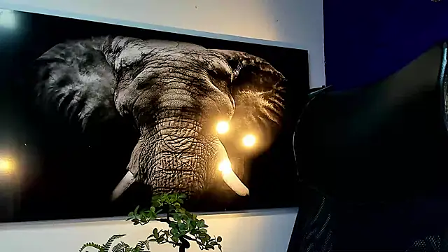 king falconer online show from November 27, 12:56 am