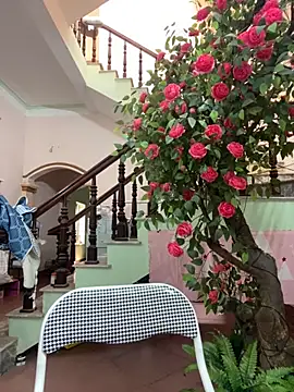 Snapshot of Bollozzy_89 chatting on September 24, 4:49 am Bollozzy 89 online show from September 24, 4:49 am