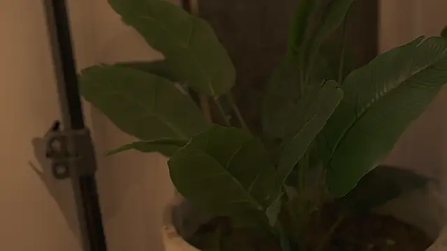 Ariaa Isabell online show from September 12, 6:30 pm