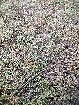 BlackhorseBBC online show from December 5, 1:58 am