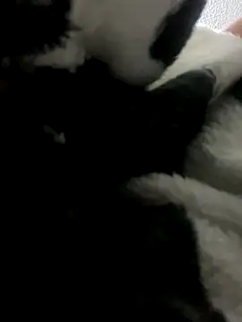 Sallem Pink online show from October 9, 11:41 am