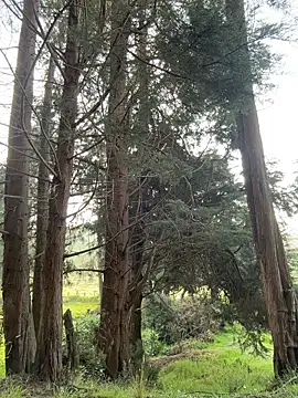 Ninabigtitied online show from March 14, 12:32 pm