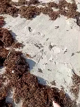 sarahkat86 online show from October 9, 1:09 pm