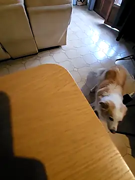 Stingles online show from October 3, 6:43 am