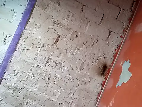 Snapshot of Hay-Viene-El-Huyy chatting on September 16, 11:55 am Hay-Viene-El-Huyy online show from September 16, 11:55 am