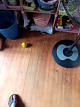 WholeAltimeter25 online show from November 27, 6:15 am