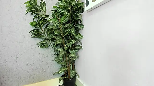 scarlett646 online show from February 26, 3:05 am